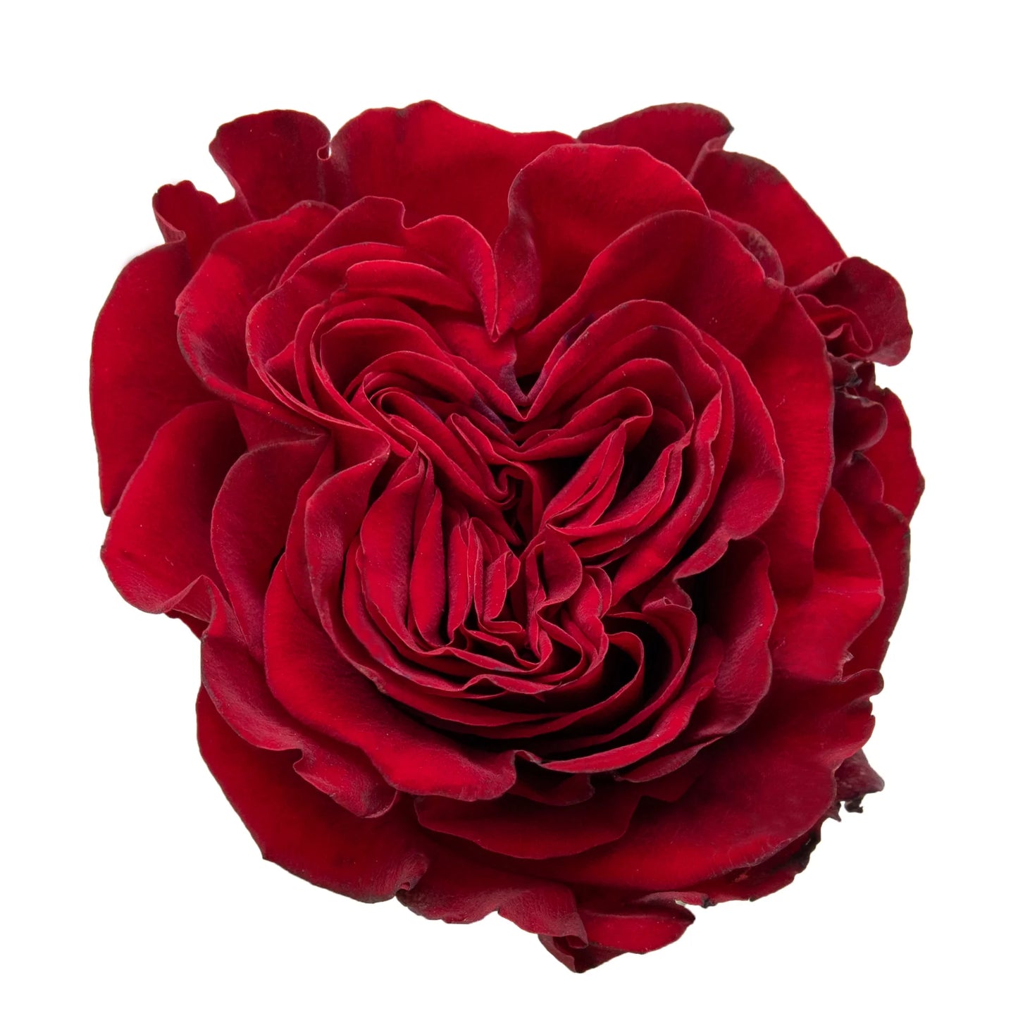 Hearts Ecuadorian Roses – 25 Premium Stems