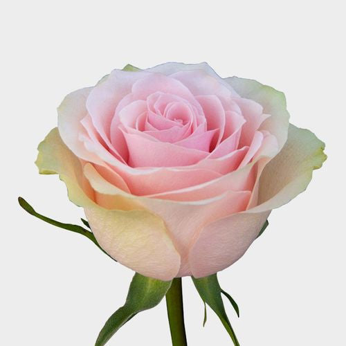 Frutteto Rose