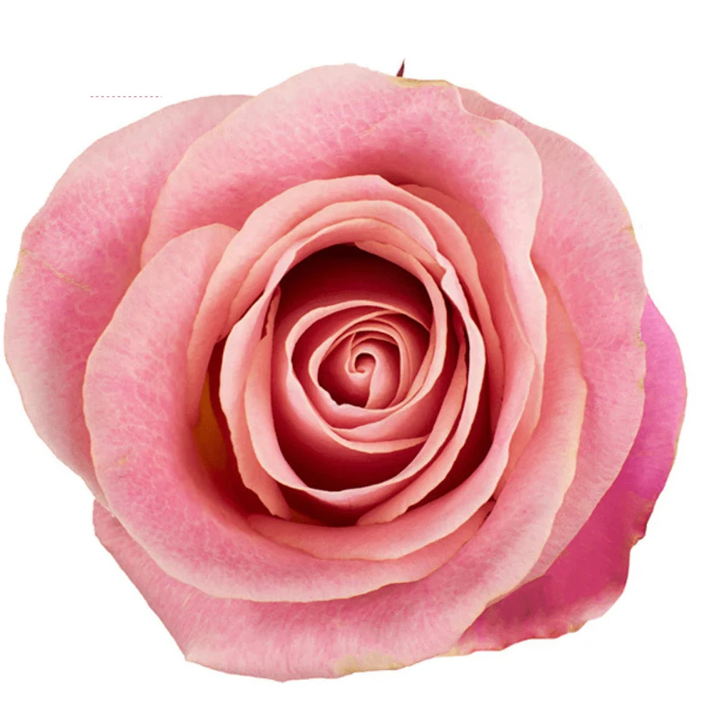Hermosa Rose