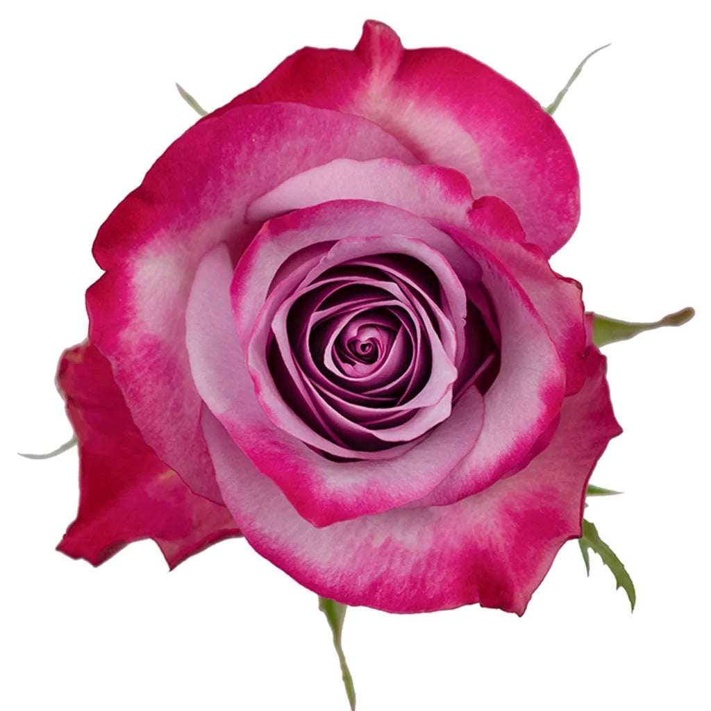 Deep Purple Rose