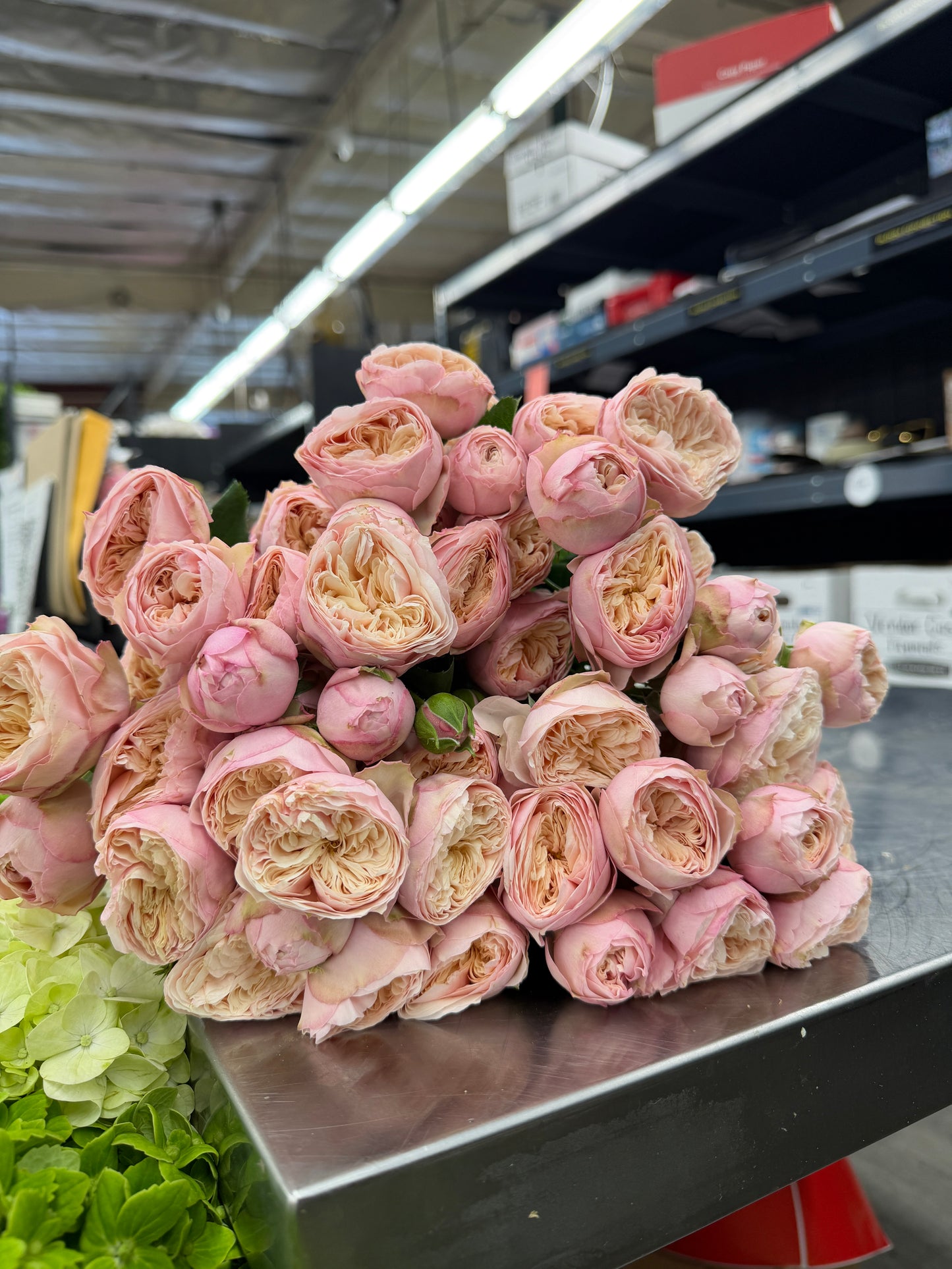Royal Blush Garden Spray Rose – 12 Premium Stems | Soft Pink & Cream Garden Spray Roses | Fresh Cut Wedding Flowers