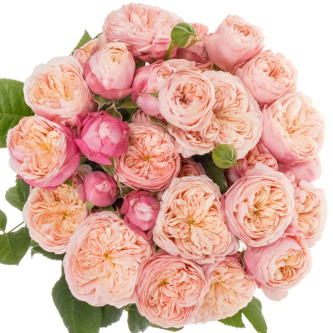 Royal Blush Garden Spray Rose – 12 Premium Stems | Soft Pink & Cream Garden Spray Roses | Fresh Cut Wedding Flowers