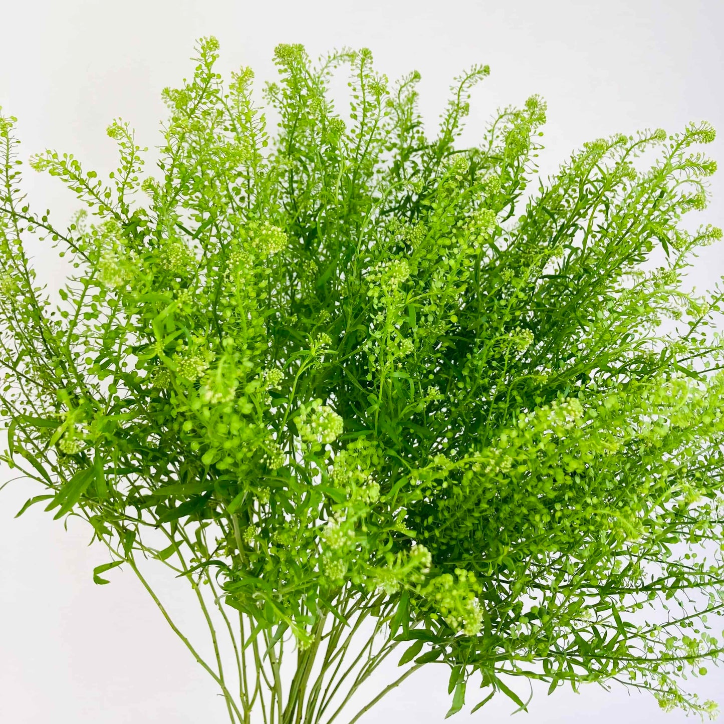 Fresh Lepidium Foliage – Premium Floral Greenery