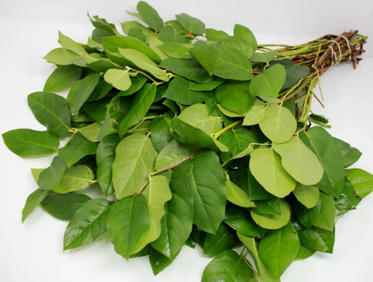 Salal Leaf / Lemon Leaf