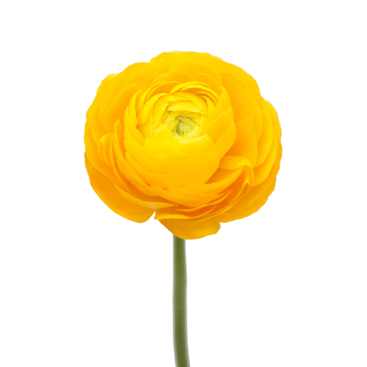 Yellow Ranunculus