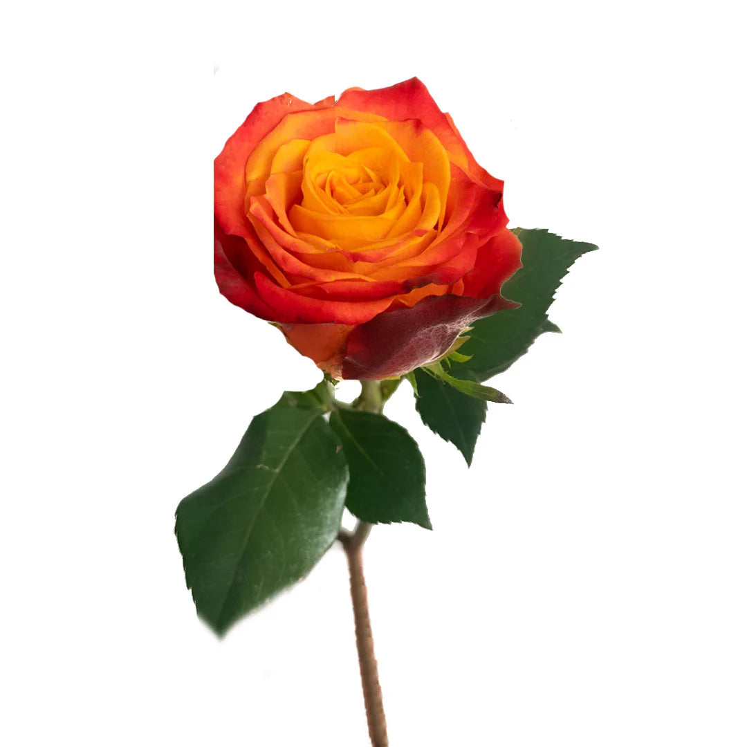 Atomic Ecuadorian Rose - 25 Stems