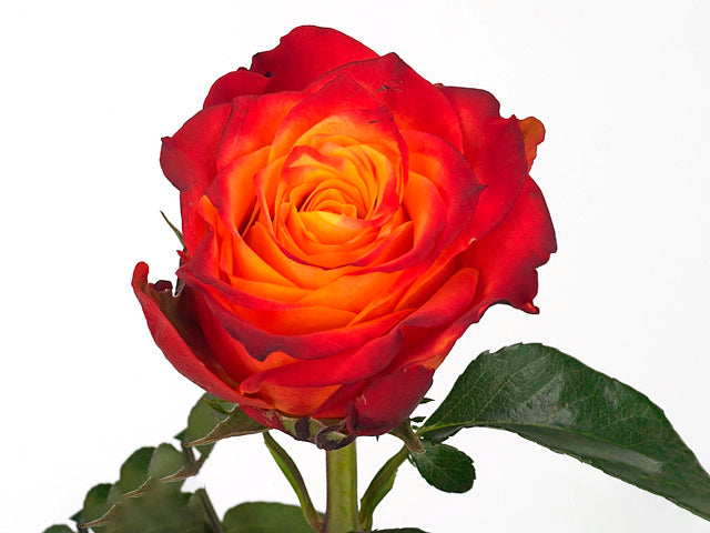 Atomic Ecuadorian Rose - 25 Stems