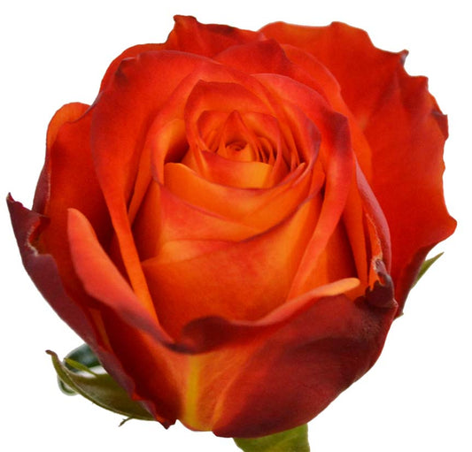 Atomic Ecuadorian Rose - 25 Stems