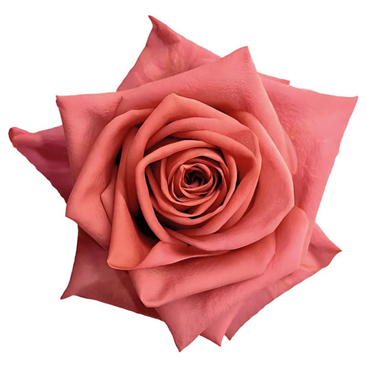 Barista - 25 Roses