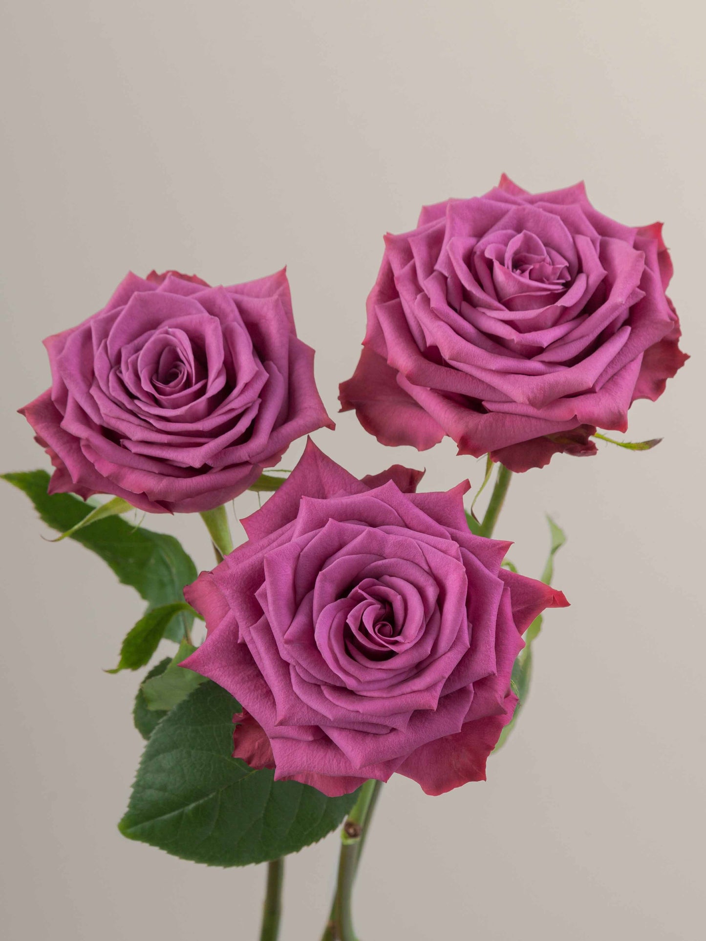 Blueberry Ecuadorian Rose