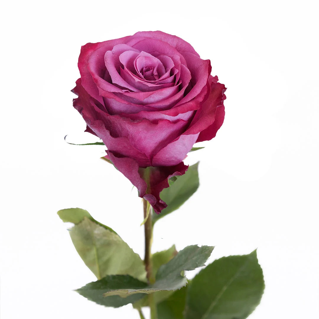 Blueberry Ecuadorian Rose