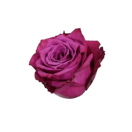 Blueberry Ecuadorian Rose