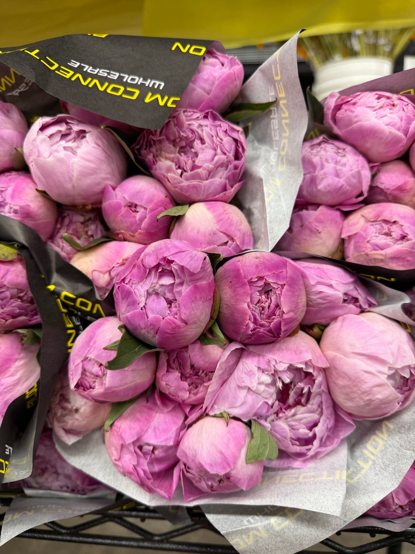 Sara Bernhardt Peonies – Premium Fresh Cut Pink Peonies | 5 Stems