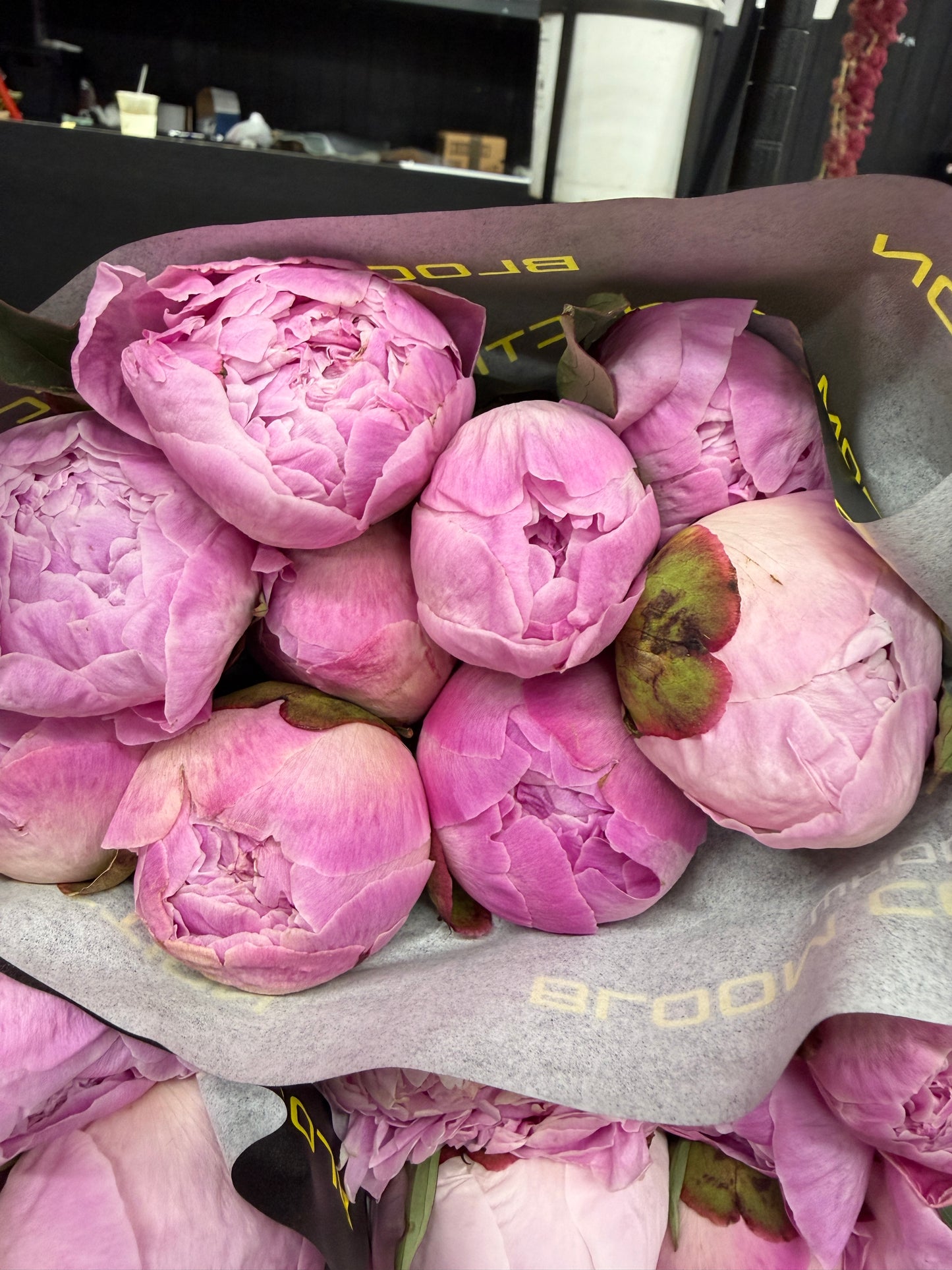 Sara Bernhardt Peonies – Premium Fresh Cut Pink Peonies | 5 Stems