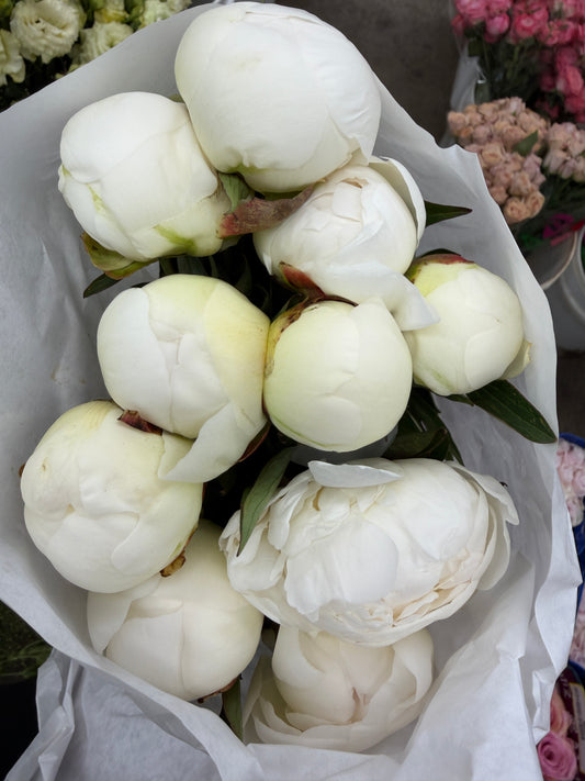 Claude Tain Peony – 5 Stems (Premium White Peonies)