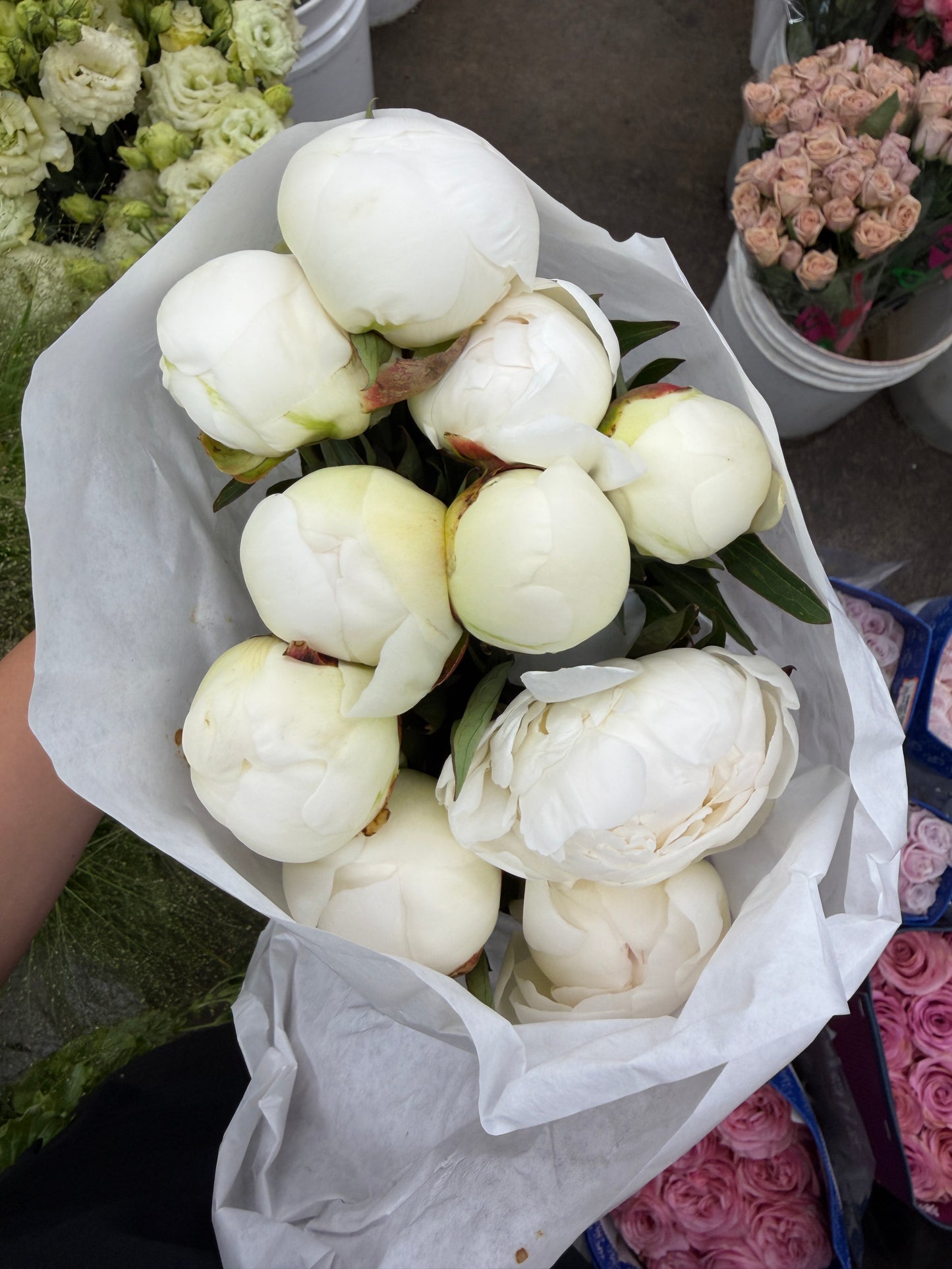 Claude Tain Peony – 5 Stems (Premium White Peonies)