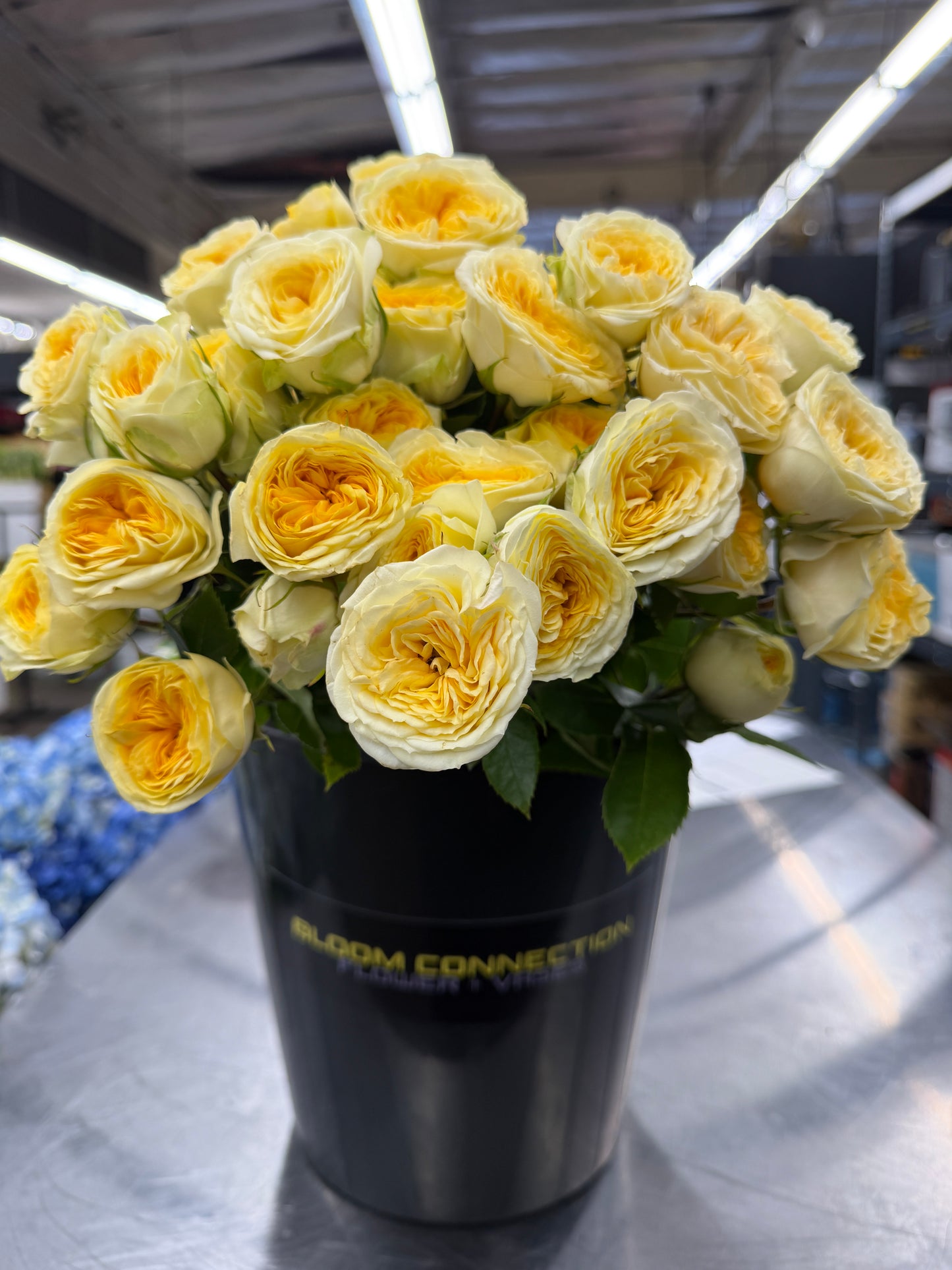 Fibonacci® 'Gioconda' Garden Spray Roses – Premium Light Yellow Spray Roses | 10 Stems