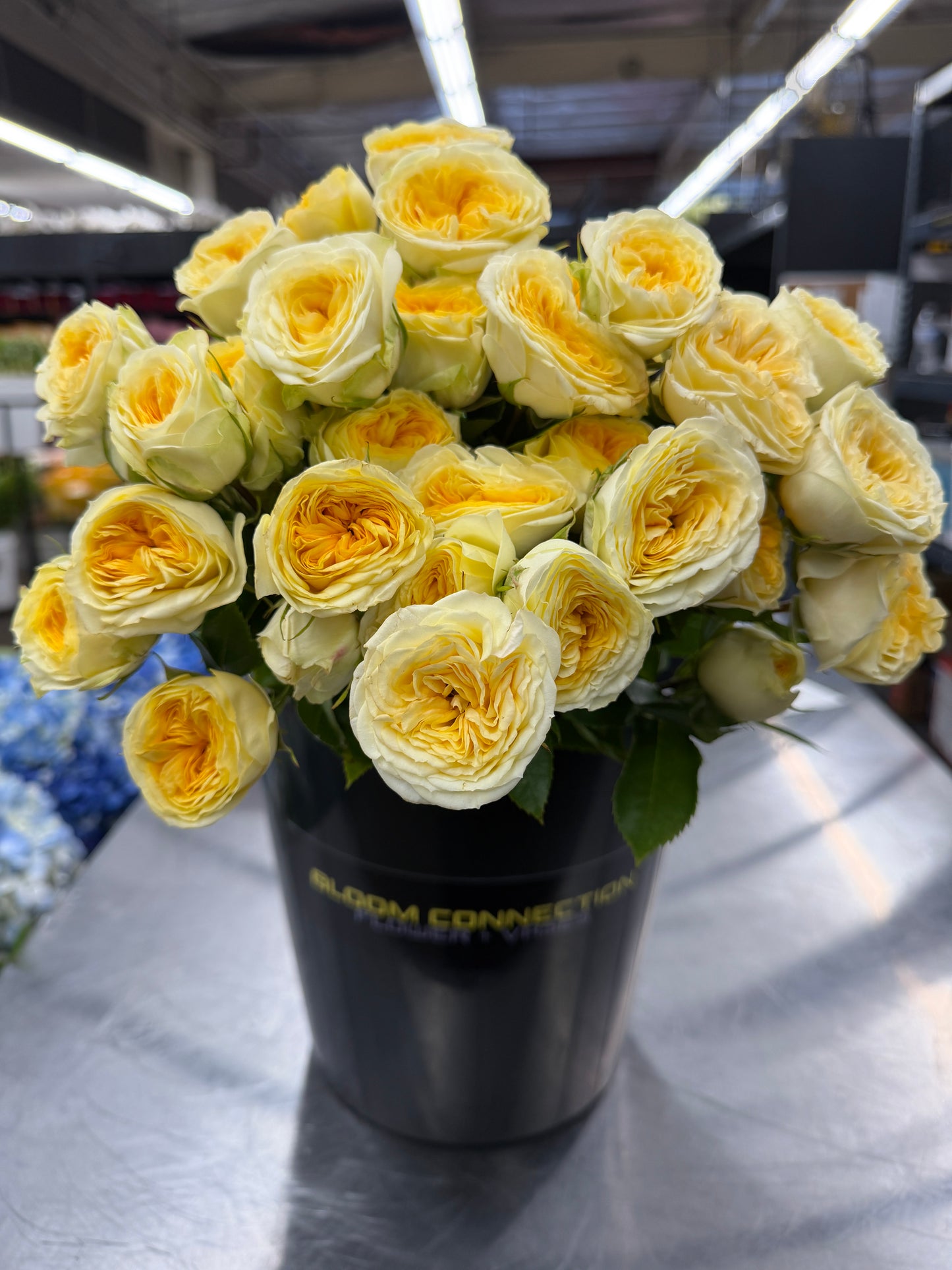 Fibonacci® 'Gioconda' Garden Spray Roses – Premium Light Yellow Spray Roses | 10 Stems