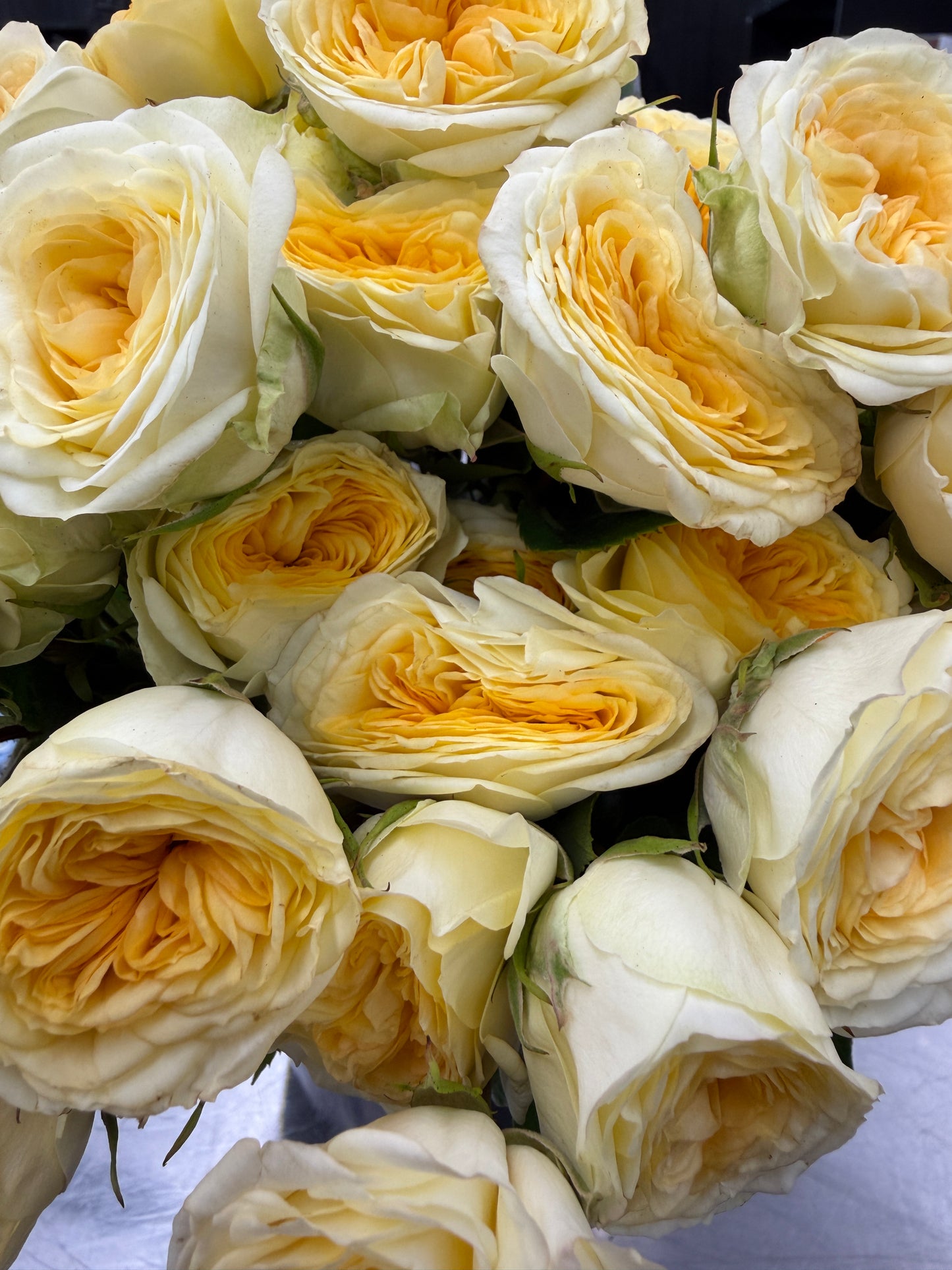 Fibonacci® 'Gioconda' Garden Spray Roses – Premium Light Yellow Spray Roses | 10 Stems