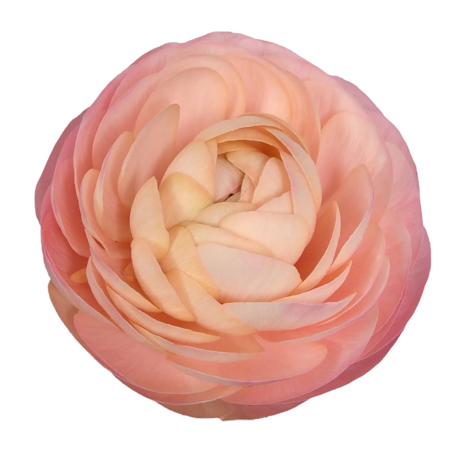 Peach Ranunculus