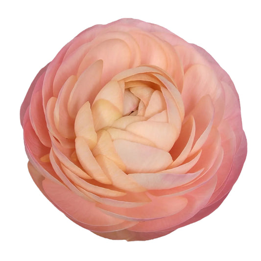 Peach Ranunculus
