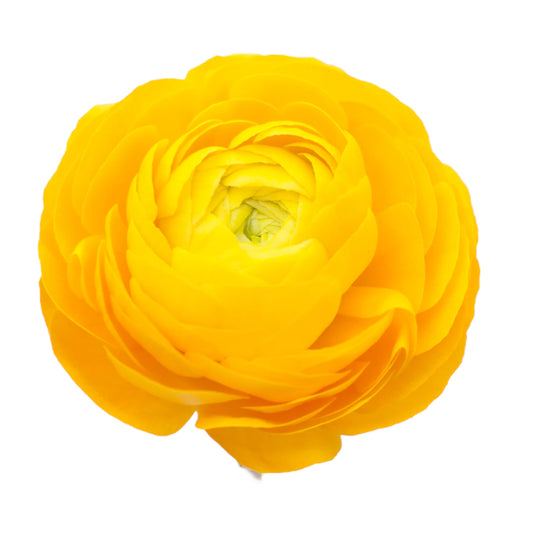 Yellow Ranunculus