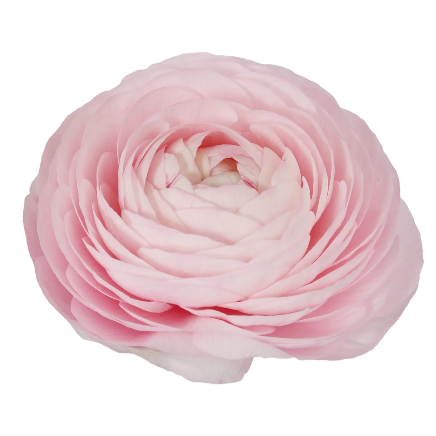 Light Pink Ranunculus