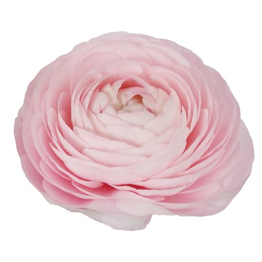 Light Pink Ranunculus