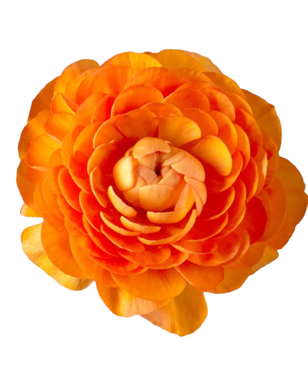 Orange Ranunculus