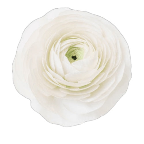 White Ranunculus