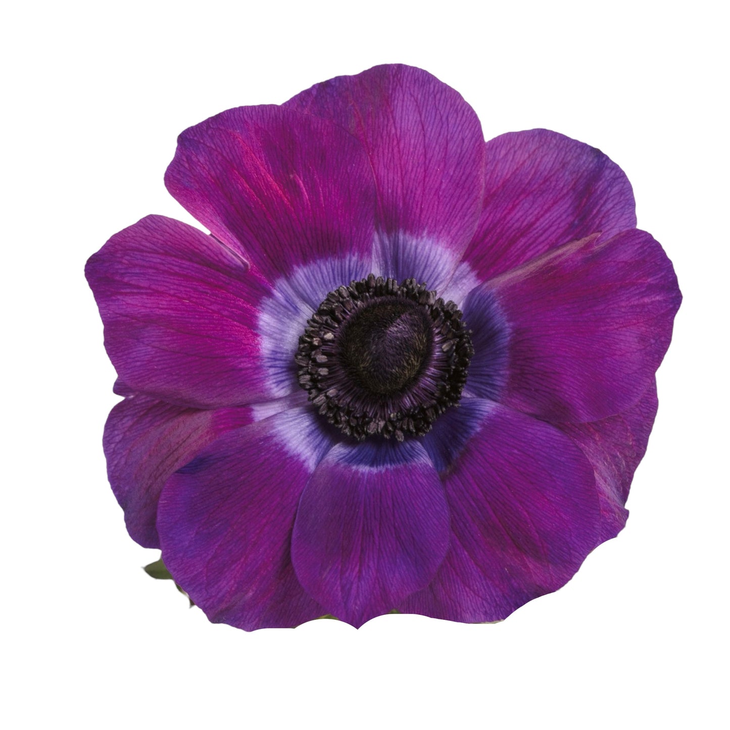 Anemone Viola