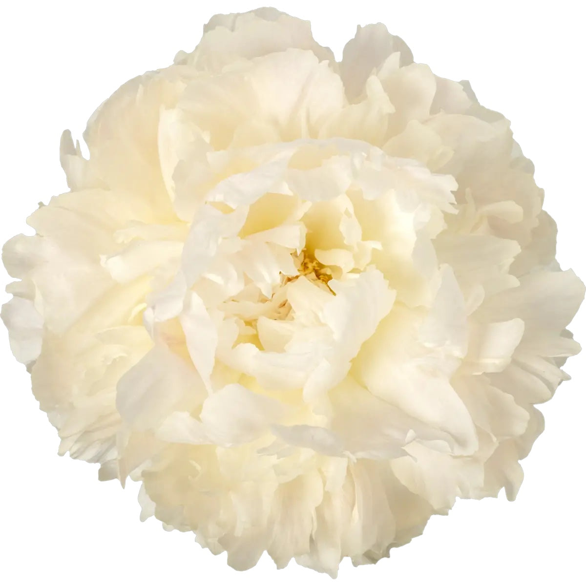 Bowl of Cream Peony