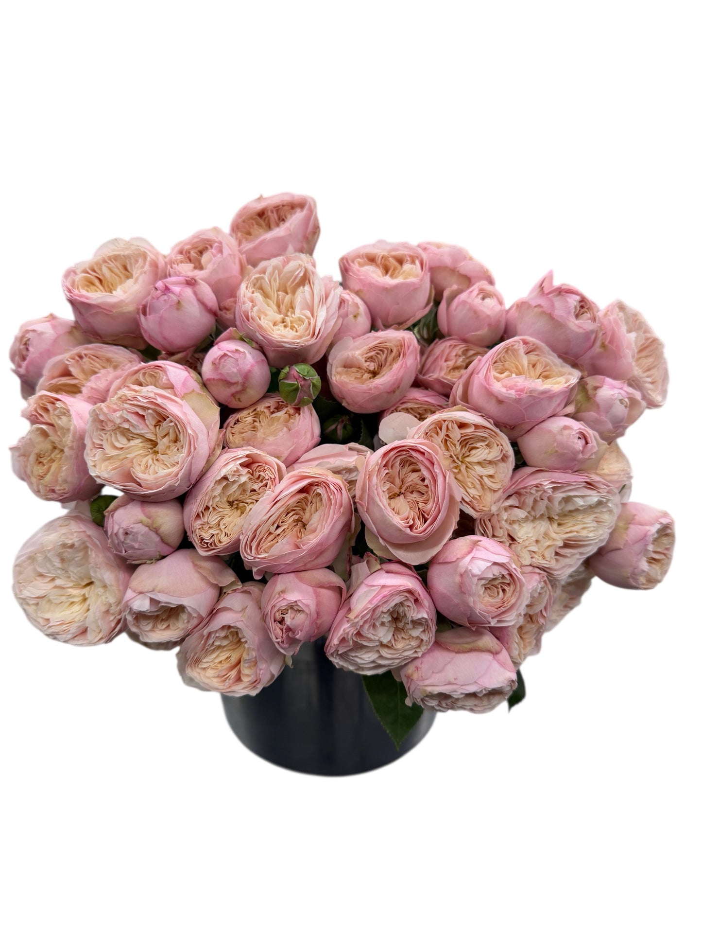 Royal Blush Garden Spray Rose – 12 Premium Stems | Soft Pink & Cream Garden Spray Roses | Fresh Cut Wedding Flowers