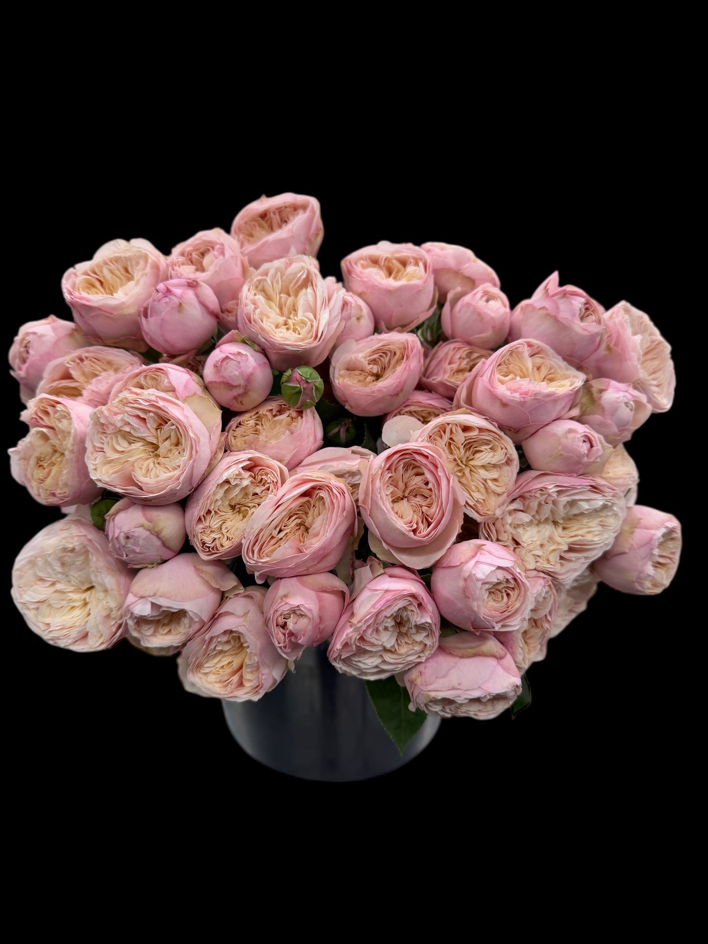 Royal Blush Garden Spray Rose – 12 Premium Stems | Soft Pink & Cream Garden Spray Roses | Fresh Cut Wedding Flowers